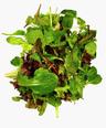 Lettuce: Salad Mix