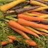 Carrot: Rainbow