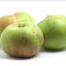 Apple: Bramley