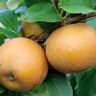 Apple: Russet