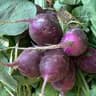 Radish: Bunched