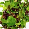 Lettuce: Salad Mix