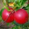 Apple: Red Pippen