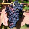 Grapes: Rondo
