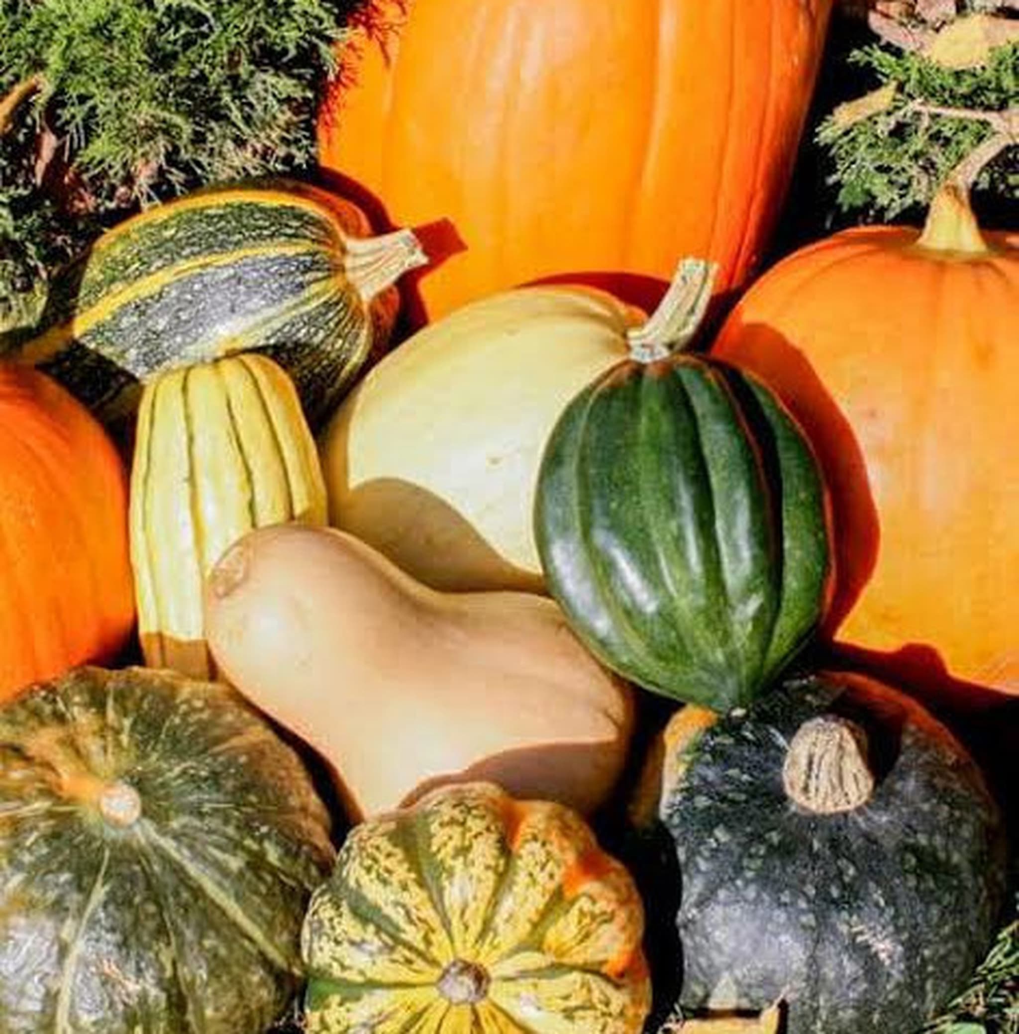 Autumn Squash Box
