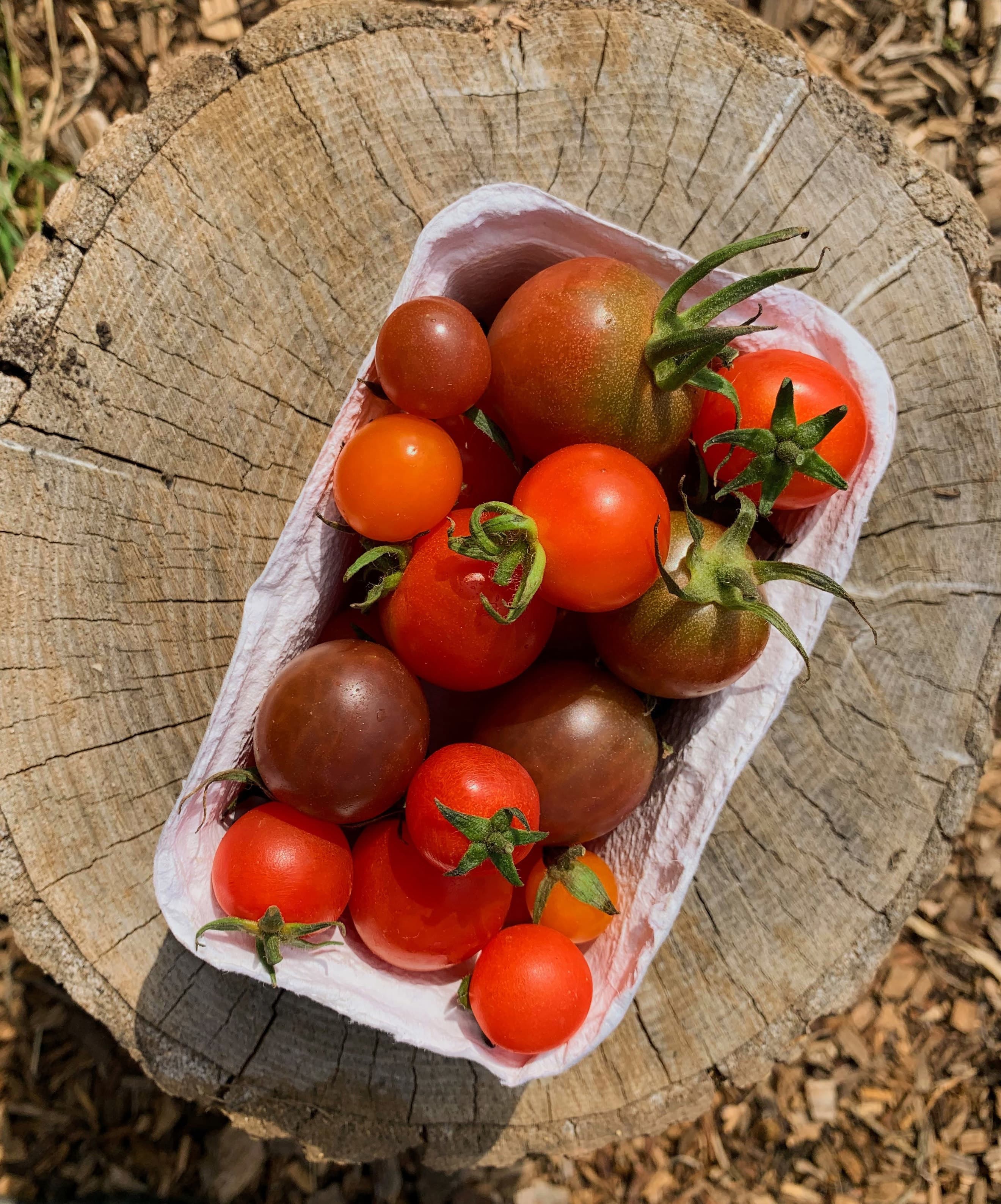 Mixed Tomatoes