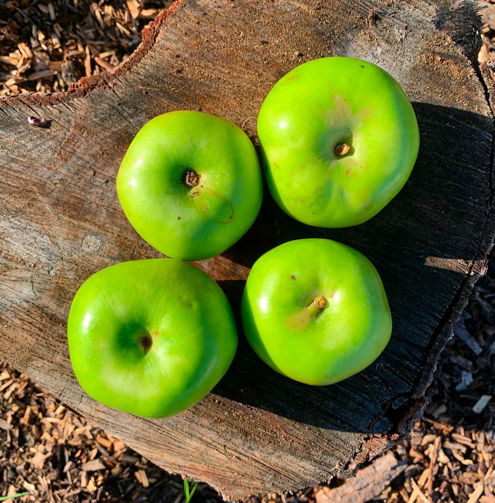 Cooking Apples - Bramley