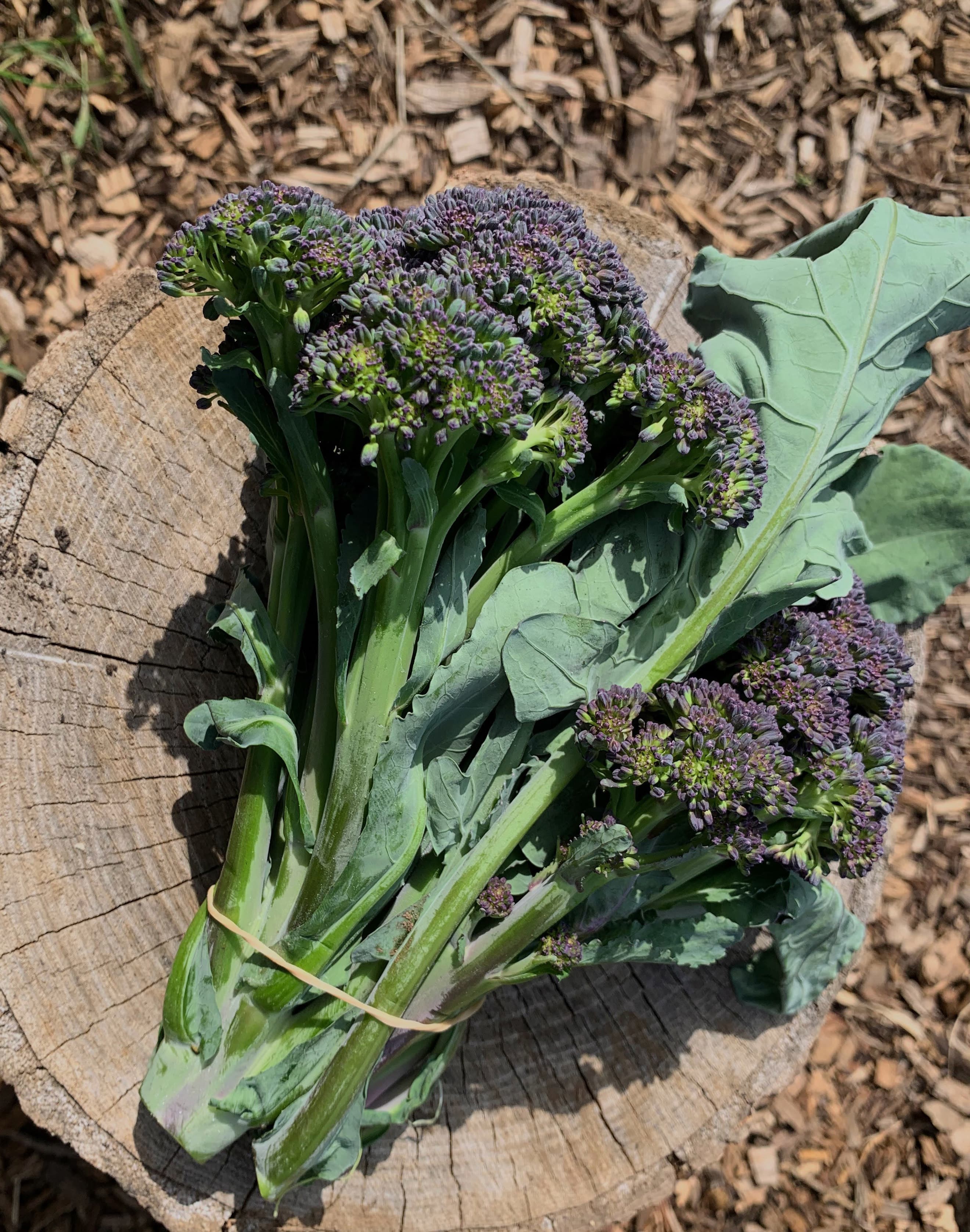Organic Purple Tenderstem Broccoli