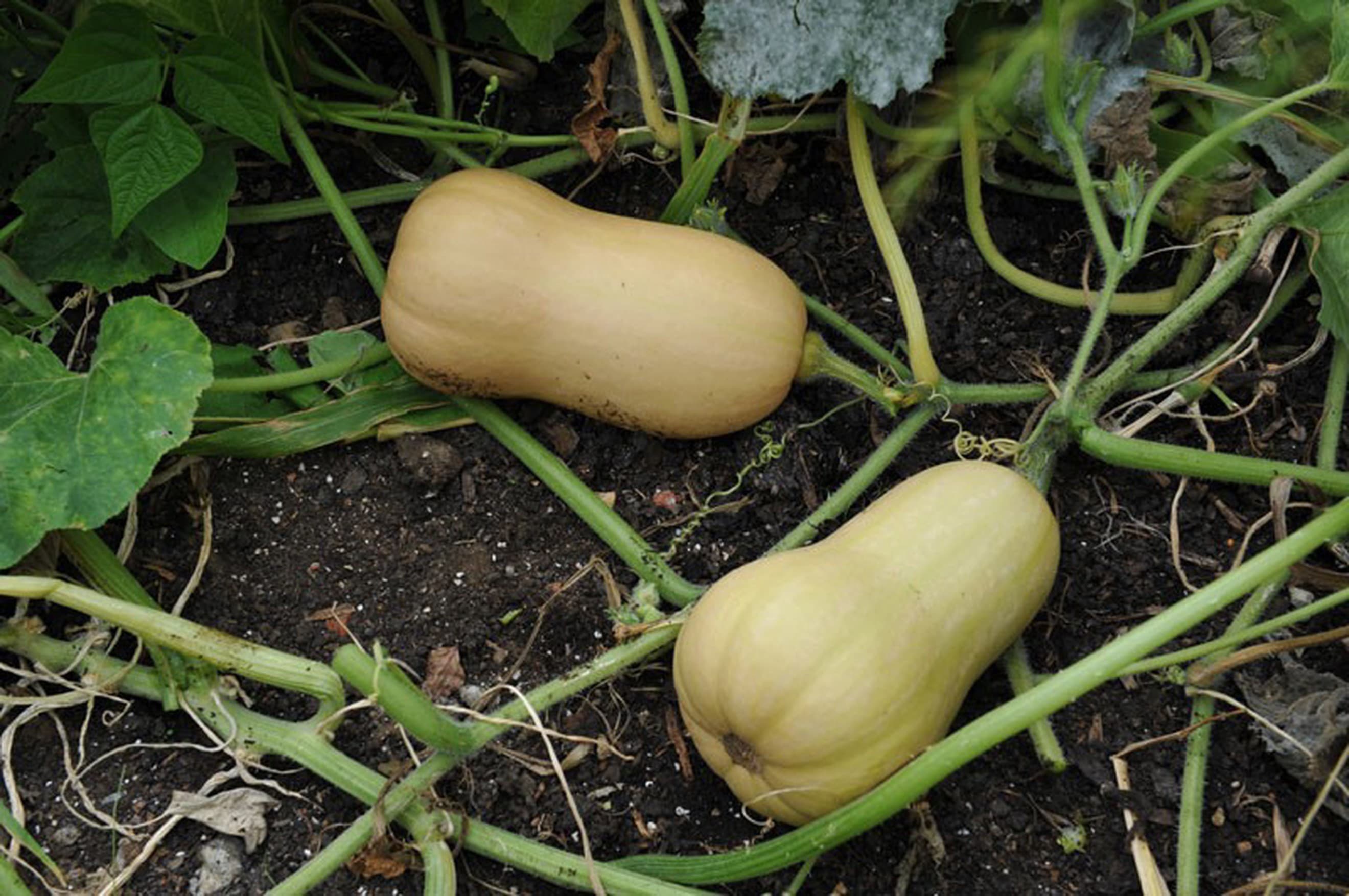 Butternut Squash