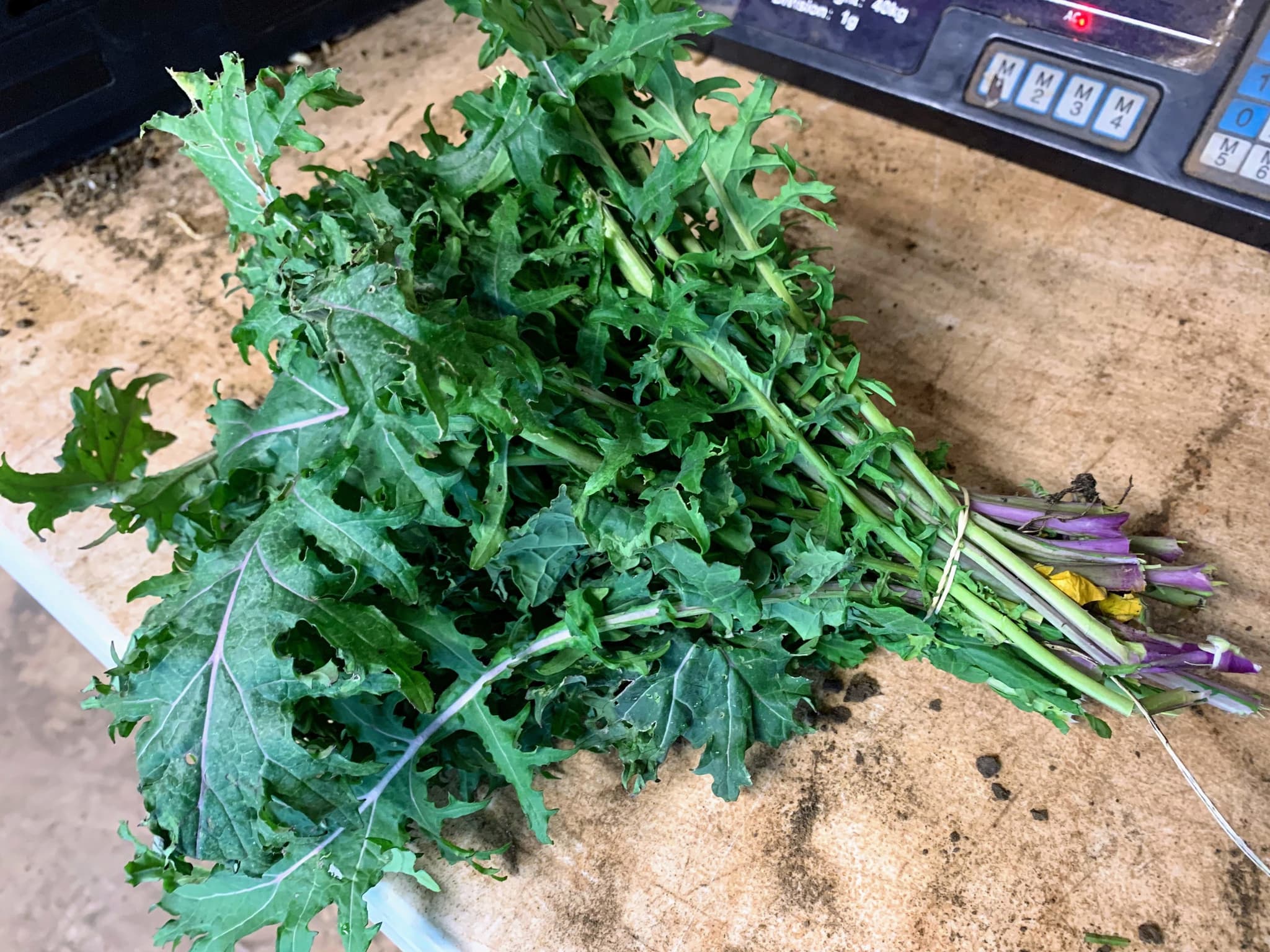 Kale - Mixed