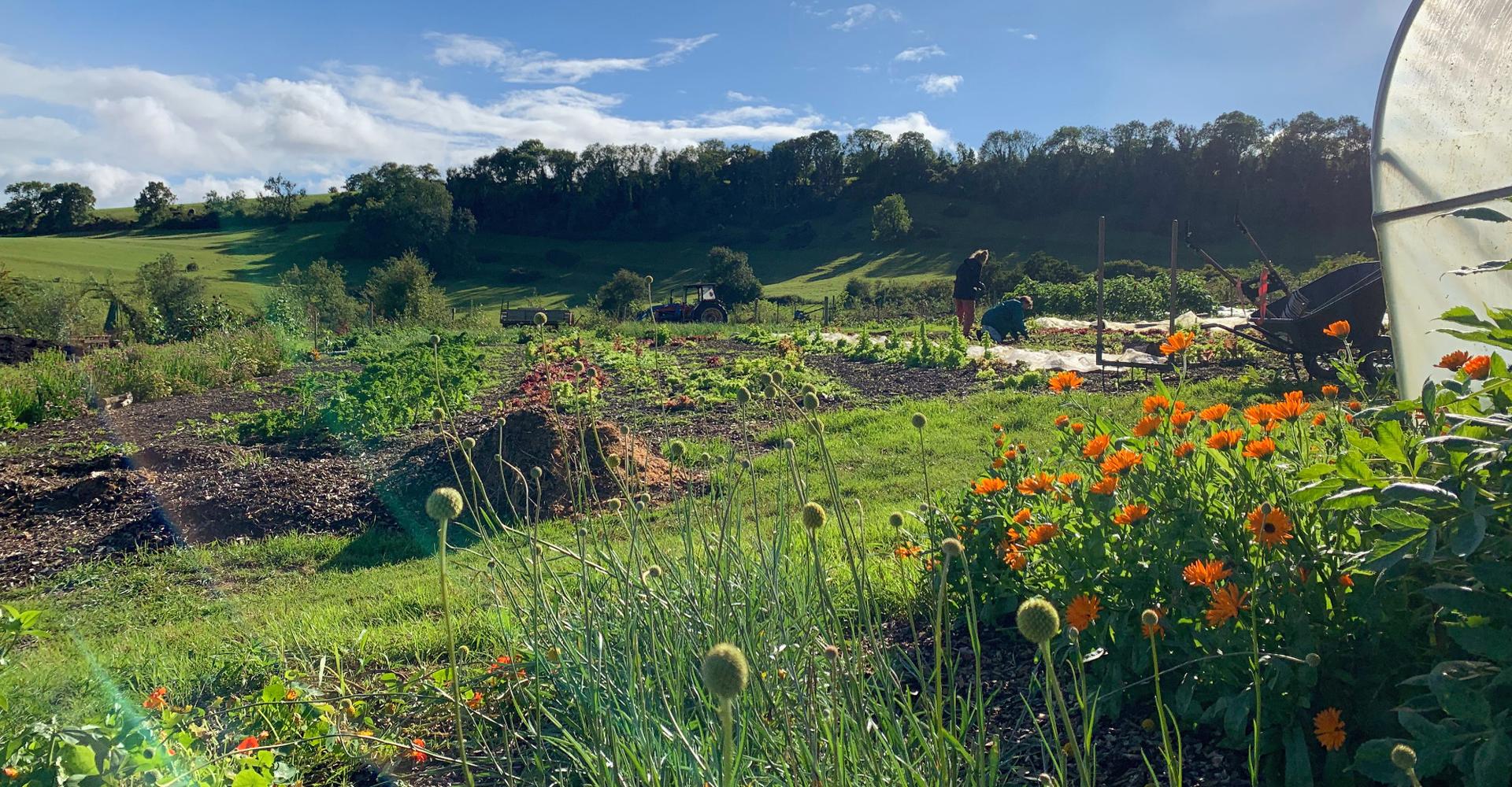 Middle Ground Growers C.I.C