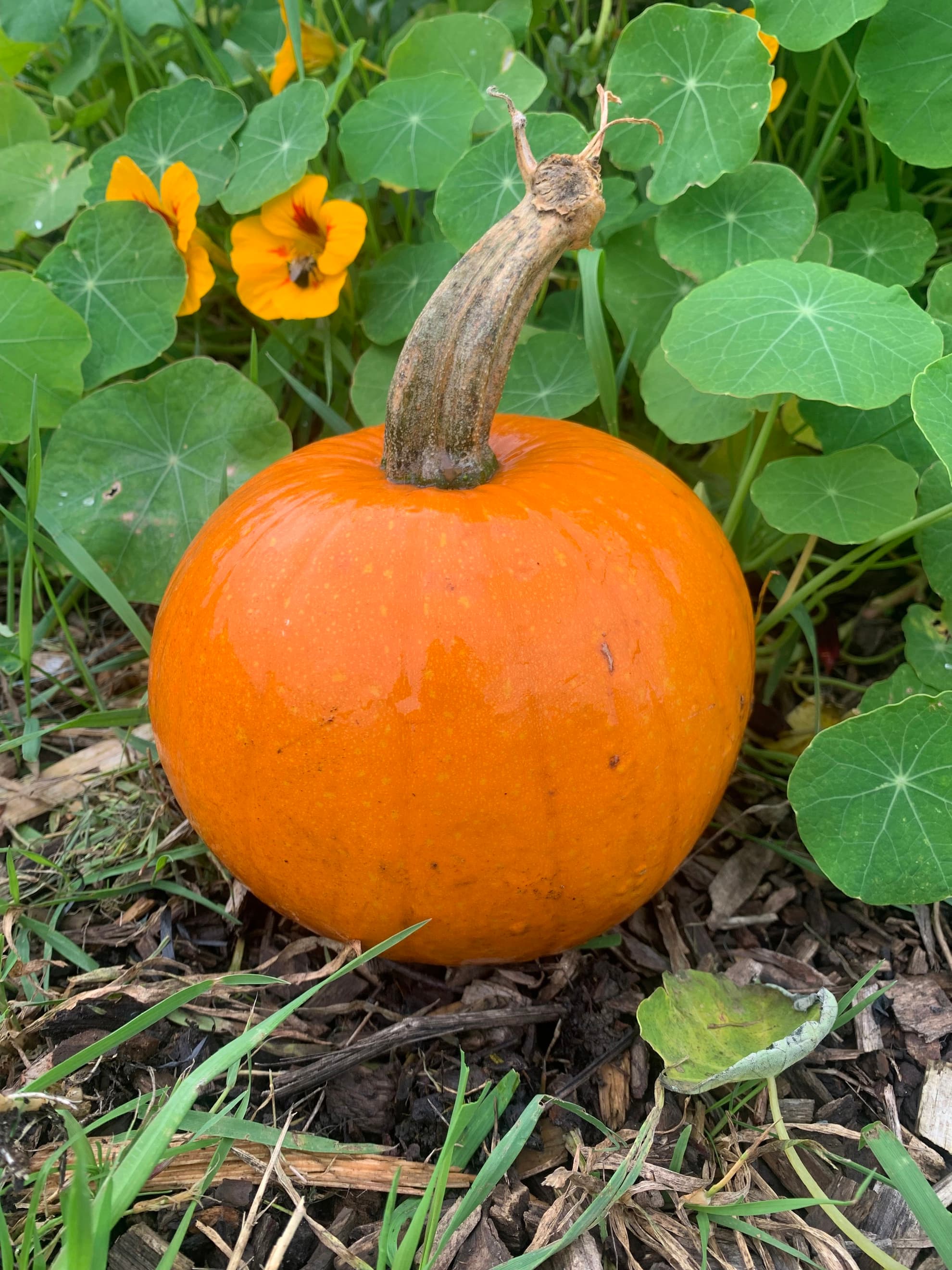 Organic Pumpkin