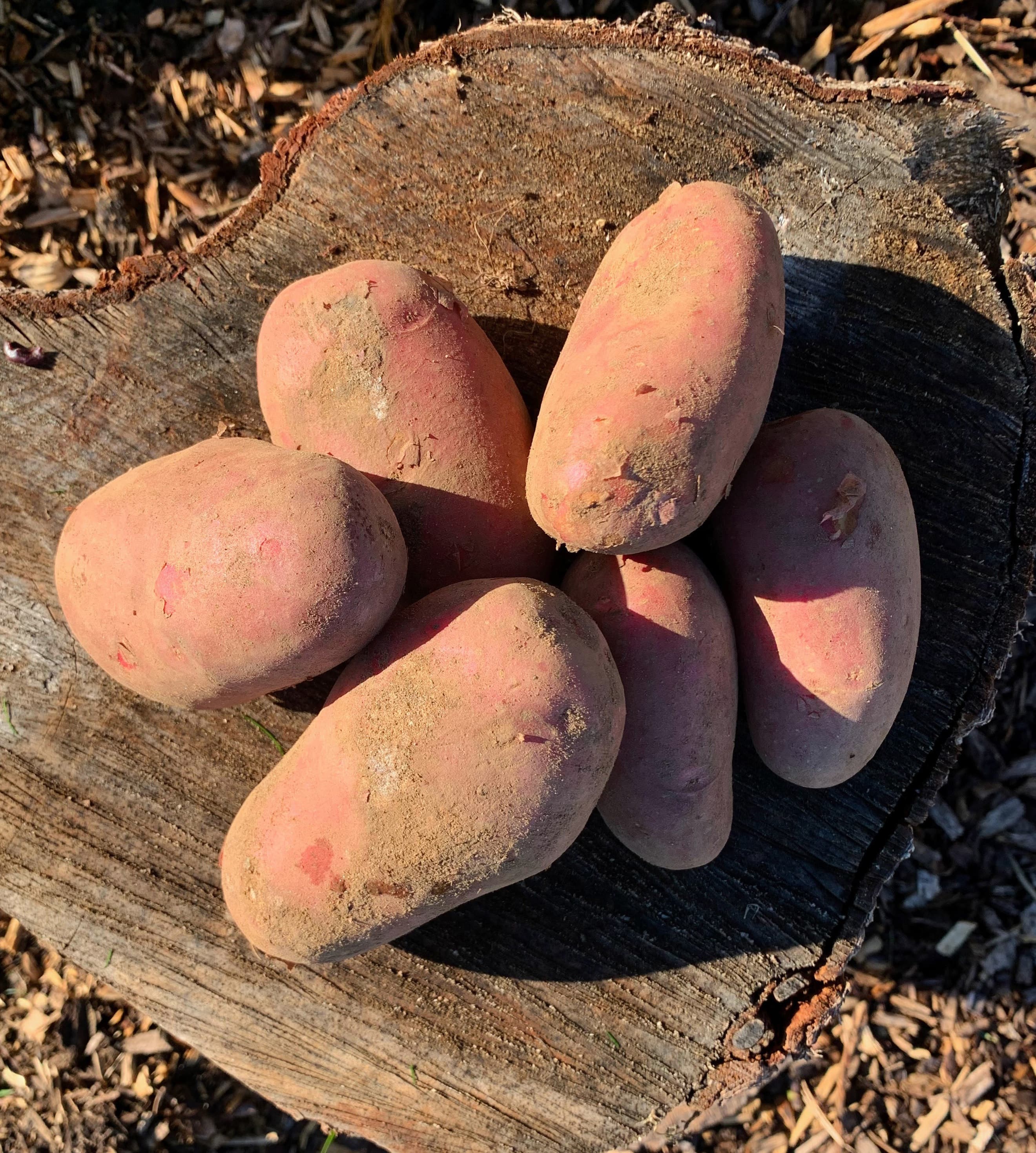 Organic Red Potatoes - Java