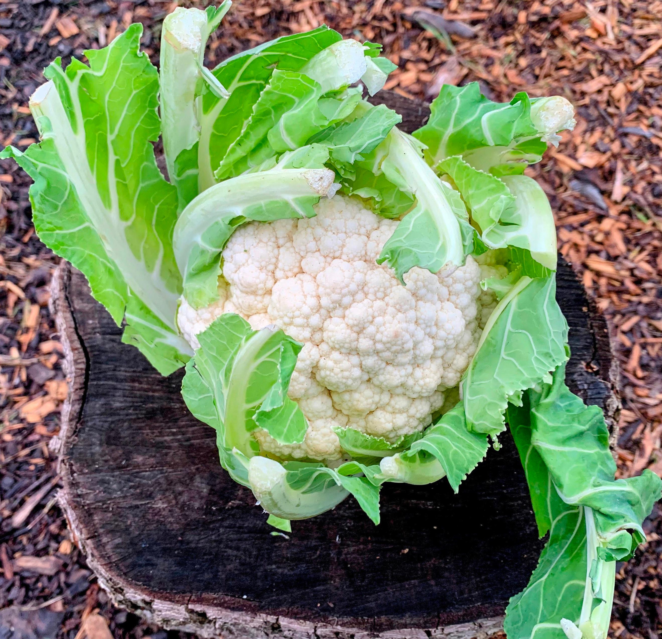 Organic Cauliflower